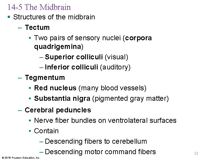 14 -5 The Midbrain § Structures of the midbrain – Tectum • Two pairs