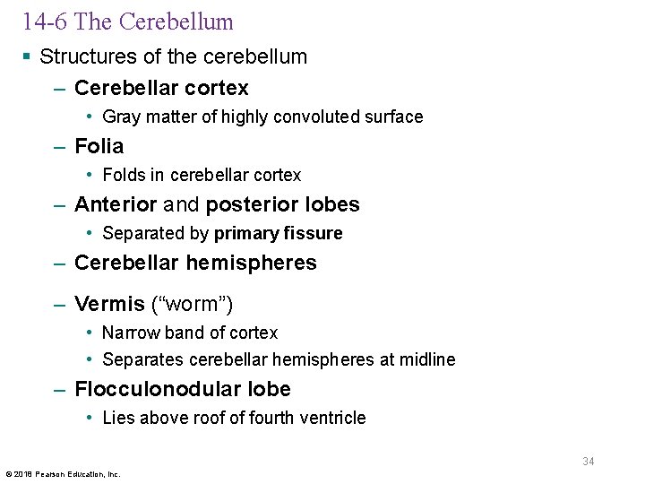 14 -6 The Cerebellum § Structures of the cerebellum – Cerebellar cortex • Gray