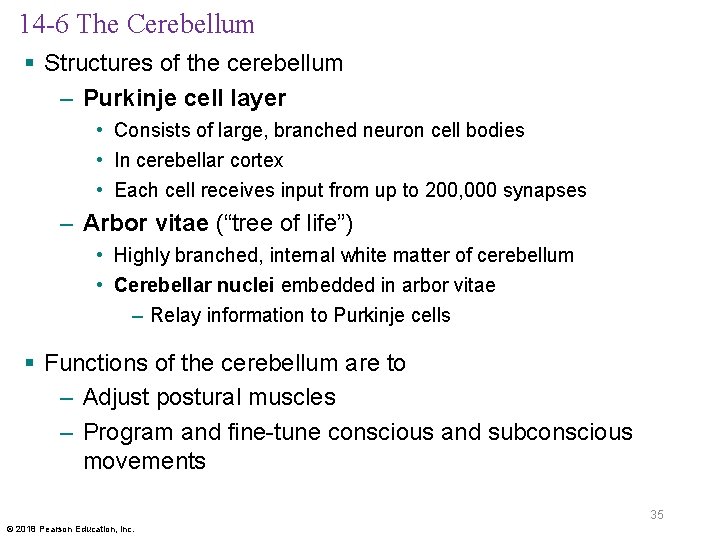 14 -6 The Cerebellum § Structures of the cerebellum – Purkinje cell layer •