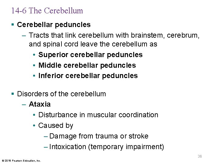 14 -6 The Cerebellum § Cerebellar peduncles – Tracts that link cerebellum with brainstem,