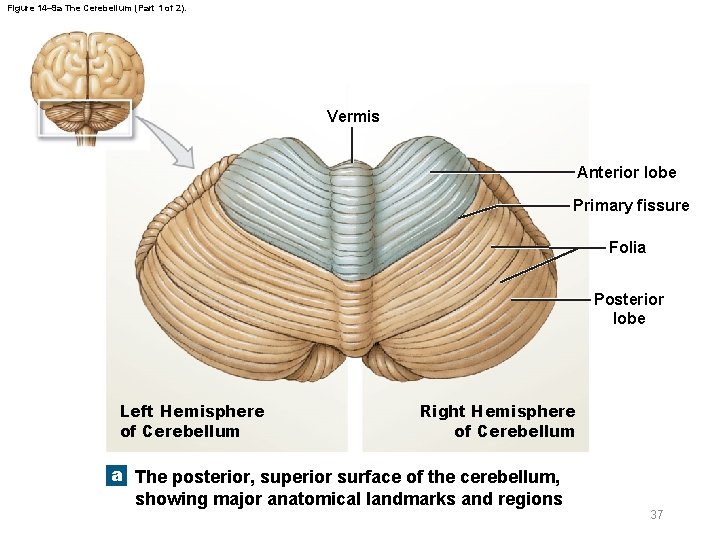 Figure 14– 9 a The Cerebellum (Part 1 of 2). Vermis Anterior lobe Primary