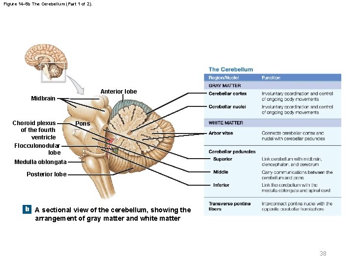 Figure 14– 9 b The Cerebellum (Part 1 of 2). Anterior lobe Midbrain Choroid