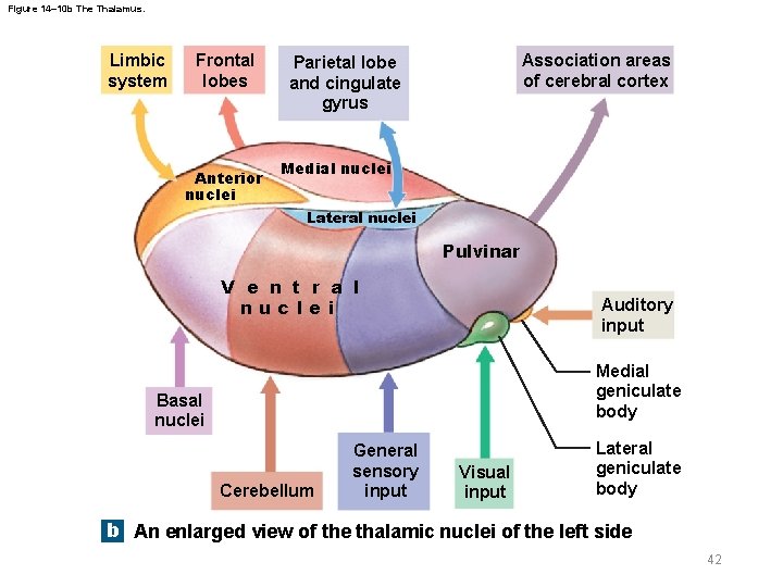 Figure 14– 10 b The Thalamus. Limbic system Frontal lobes Anterior nuclei Association areas