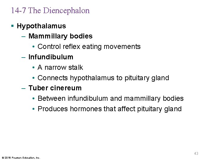 14 -7 The Diencephalon § Hypothalamus – Mammillary bodies • Control reflex eating movements