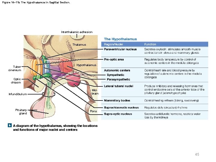 Figure 14– 11 b The Hypothalamus in Sagittal Section. Interthalamic adhesion Thalamus Tuber cinereum