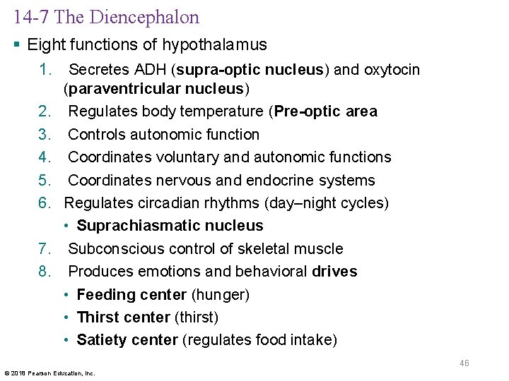 14 -7 The Diencephalon § Eight functions of hypothalamus 1. Secretes ADH (supra-optic nucleus)