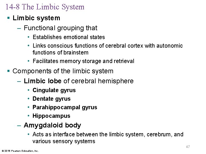 14 -8 The Limbic System § Limbic system – Functional grouping that • Establishes