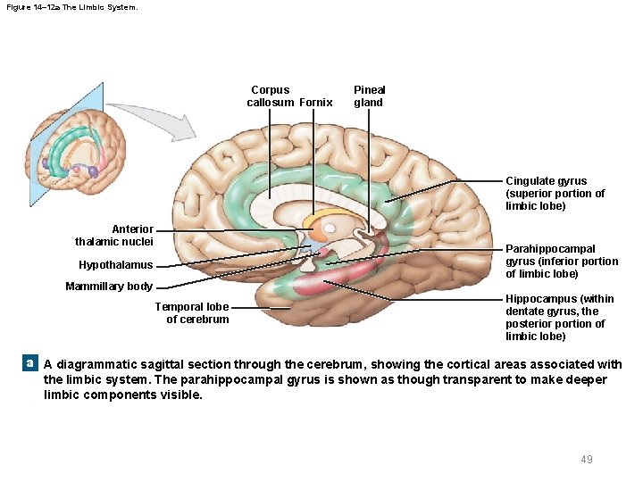 Figure 14– 12 a The Limbic System. Corpus callosum Fornix Pineal gland Cingulate gyrus