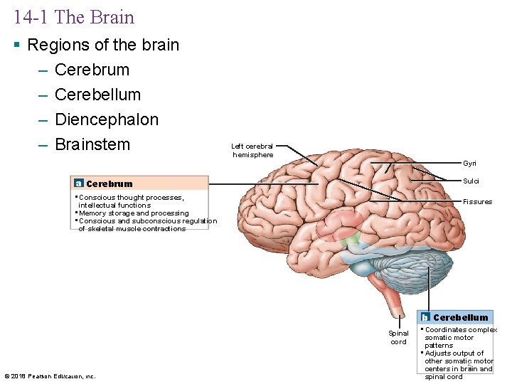 14 -1 The Brain § Regions of the brain – Cerebrum – Cerebellum –