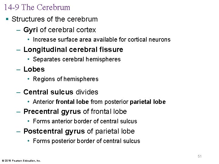14 -9 The Cerebrum § Structures of the cerebrum – Gyri of cerebral cortex