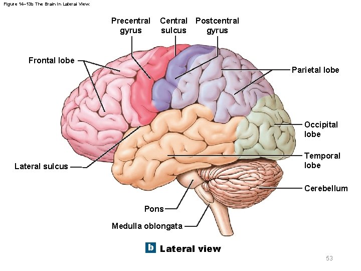 Figure 14– 13 b The Brain in Lateral View. Precentral gyrus Central Postcentral gyrus