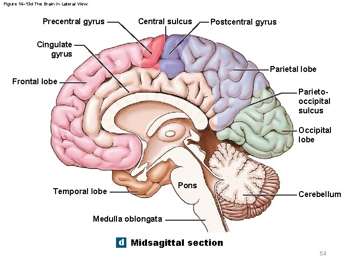 Figure 14– 13 d The Brain in Lateral View. Precentral gyrus Central sulcus Postcentral