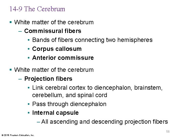 14 -9 The Cerebrum § White matter of the cerebrum – Commissural fibers •