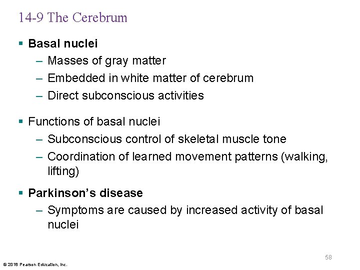 14 -9 The Cerebrum § Basal nuclei – Masses of gray matter – Embedded
