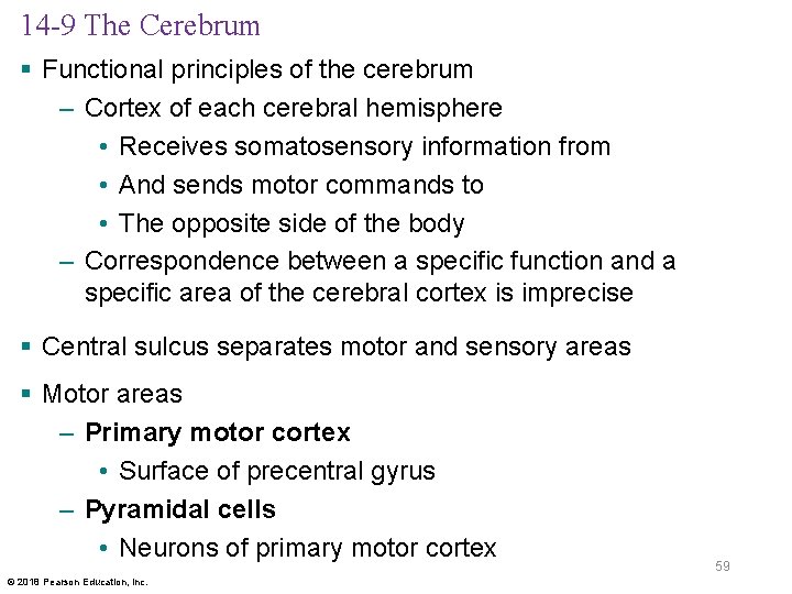 14 -9 The Cerebrum § Functional principles of the cerebrum – Cortex of each