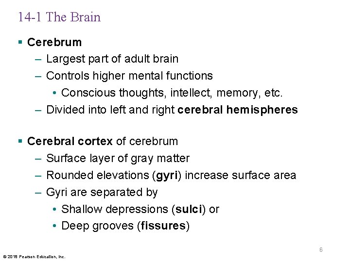 14 -1 The Brain § Cerebrum – Largest part of adult brain – Controls
