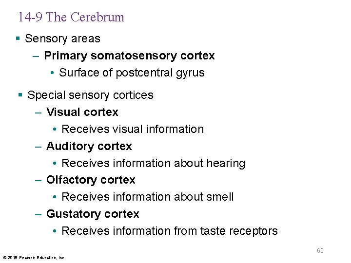 14 -9 The Cerebrum § Sensory areas – Primary somatosensory cortex • Surface of