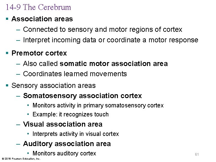 14 -9 The Cerebrum § Association areas – Connected to sensory and motor regions