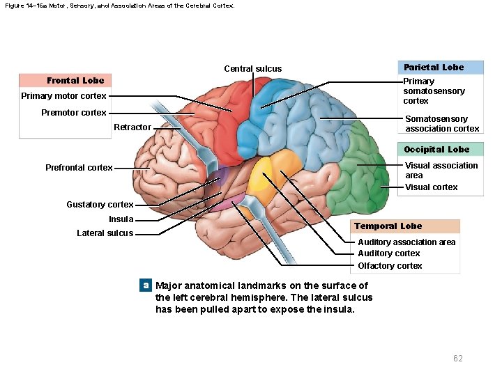 Figure 14– 16 a Motor, Sensory, and Association Areas of the Cerebral Cortex. Parietal