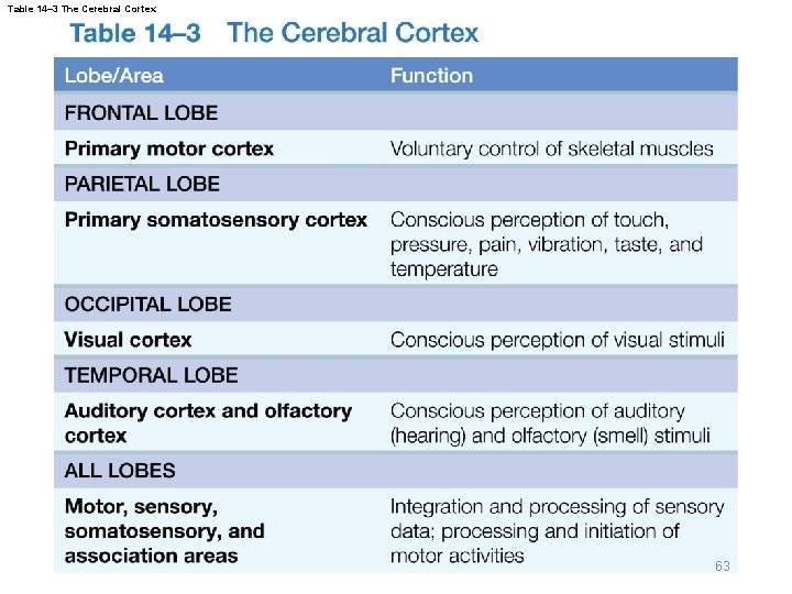 Table 14– 3 The Cerebral Cortex 63 