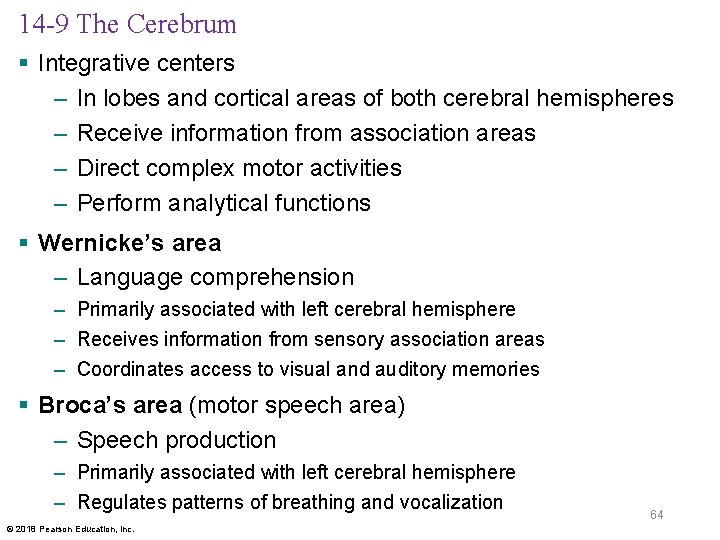 14 -9 The Cerebrum § Integrative centers – In lobes and cortical areas of