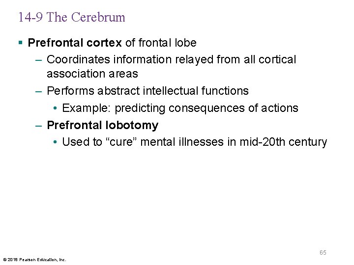 14 -9 The Cerebrum § Prefrontal cortex of frontal lobe – Coordinates information relayed