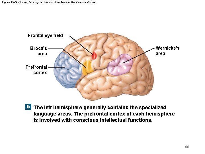 Figure 14– 16 b Motor, Sensory, and Association Areas of the Cerebral Cortex. Frontal