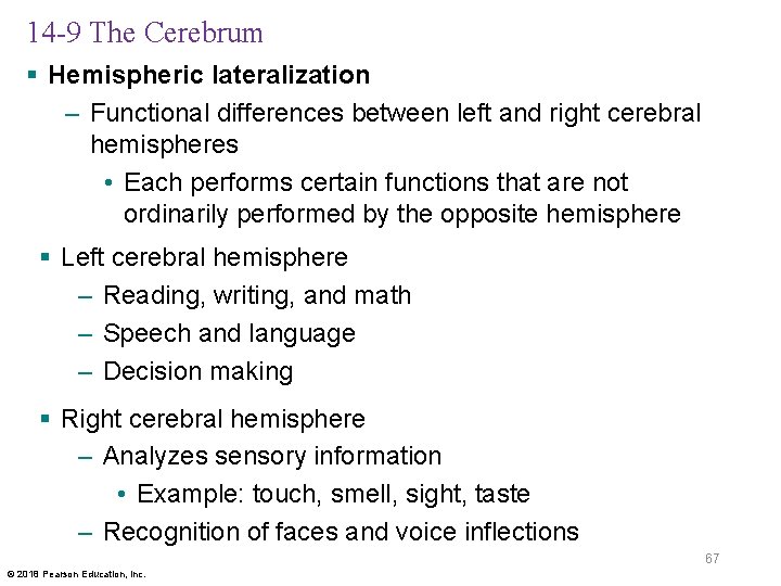 14 -9 The Cerebrum § Hemispheric lateralization – Functional differences between left and right
