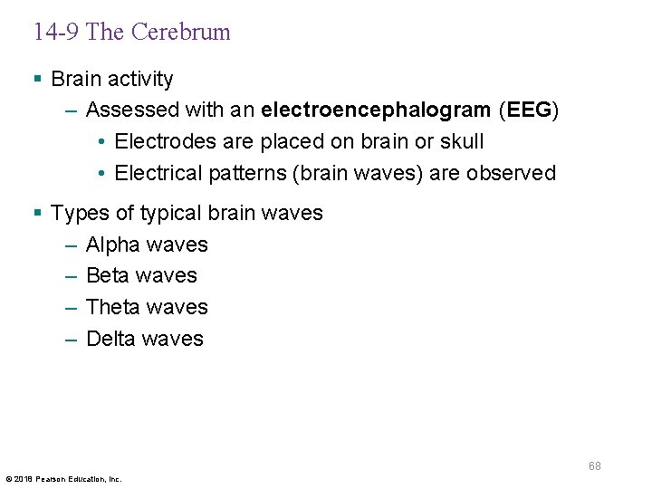 14 -9 The Cerebrum § Brain activity – Assessed with an electroencephalogram (EEG) •