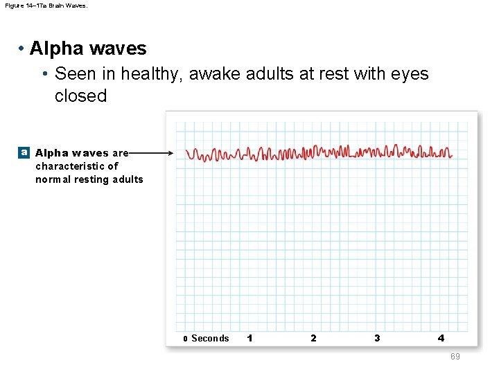 Figure 14– 17 a Brain Waves. • Alpha waves • Seen in healthy, awake