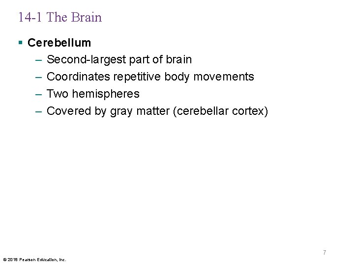 14 -1 The Brain § Cerebellum – Second-largest part of brain – Coordinates repetitive
