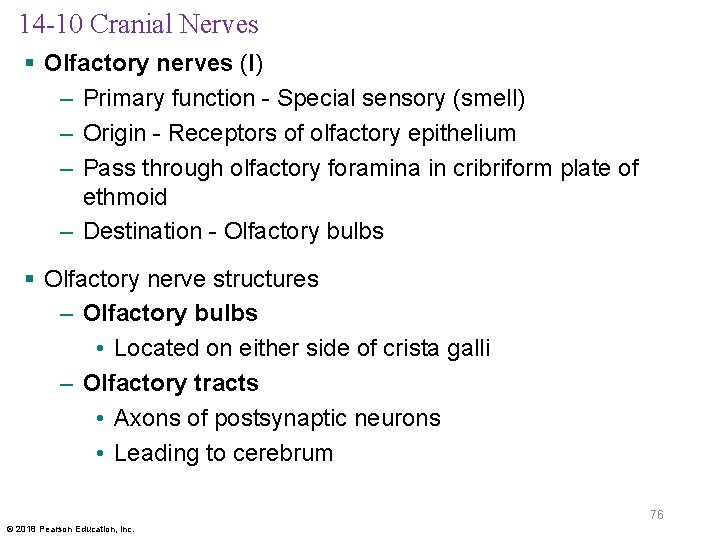 14 -10 Cranial Nerves § Olfactory nerves (I) – Primary function - Special sensory