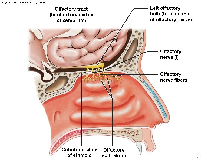 Figure 14– 19 The Olfactory Nerve. Olfactory tract (to olfactory cortex of cerebrum) Left