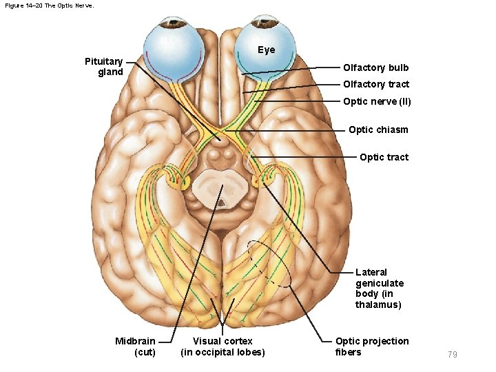Figure 14– 20 The Optic Nerve. Eye Pituitary gland Olfactory bulb Olfactory tract Optic
