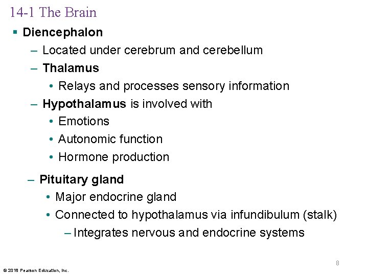 14 -1 The Brain § Diencephalon – Located under cerebrum and cerebellum – Thalamus
