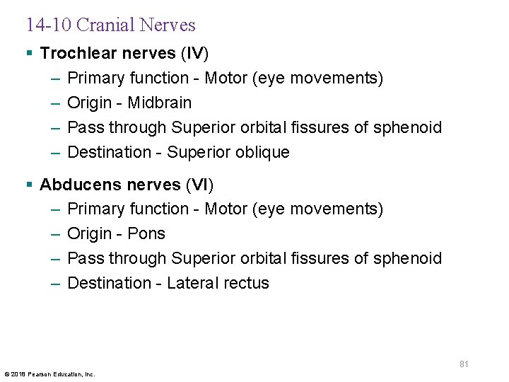 14 -10 Cranial Nerves § Trochlear nerves (IV) – Primary function - Motor (eye