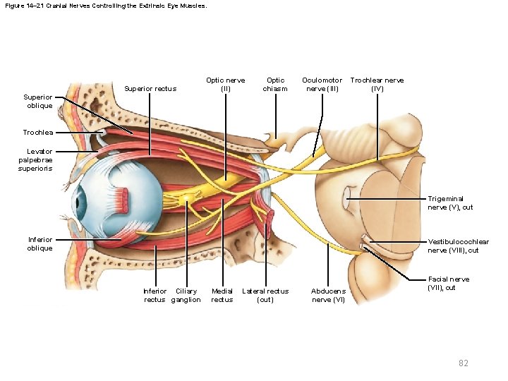 Figure 14– 21 Cranial Nerves Controlling the Extrinsic Eye Muscles. Superior rectus Superior oblique