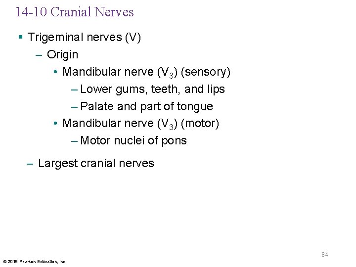 14 -10 Cranial Nerves § Trigeminal nerves (V) – Origin • Mandibular nerve (V