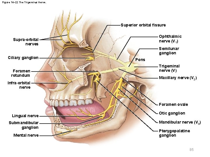 Figure 14– 22 The Trigeminal Nerve. Superior orbital fissure Ophthalmic nerve (V 1) Supra-orbital