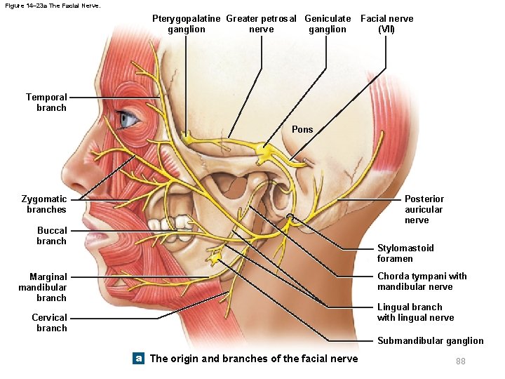 Figure 14– 23 a The Facial Nerve. Pterygopalatine Greater petrosal Geniculate ganglion nerve ganglion