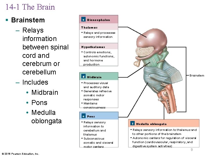 14 -1 The Brain § Brainstem – Relays information between spinal cord and cerebrum