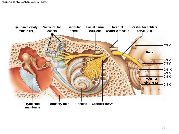 Figure 14– 24 The Vestibulocochlear Nerve. Tympanic cavity (middle ear) Semicircular canals Vestibular nerve