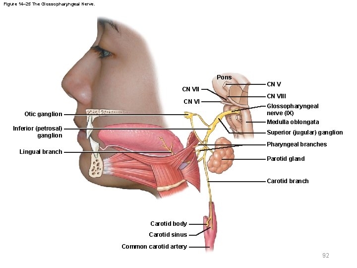 Figure 14– 25 The Glossopharyngeal Nerve. Pons CN VII CN VI Otic ganglion Inferior