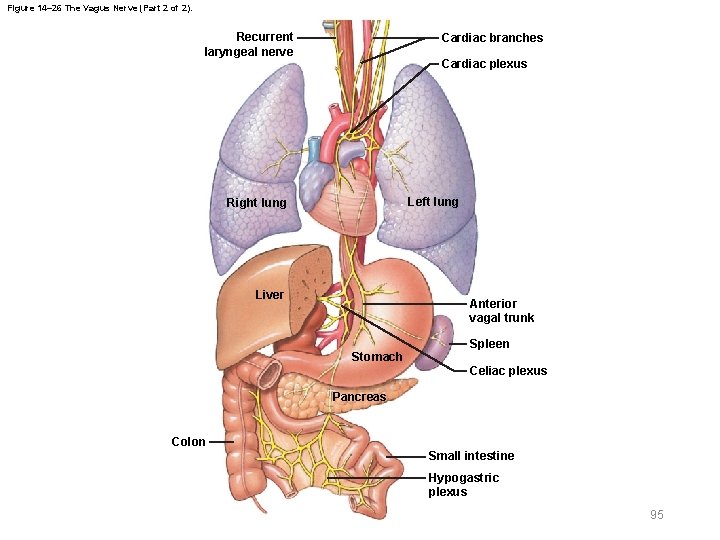 Figure 14– 26 The Vagus Nerve (Part 2 of 2). Recurrent laryngeal nerve Cardiac