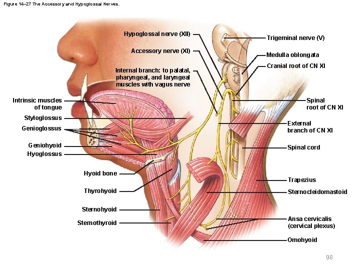 Figure 14– 27 The Accessory and Hypoglossal Nerves. Hypoglossal nerve (XII) Accessory nerve (XI)