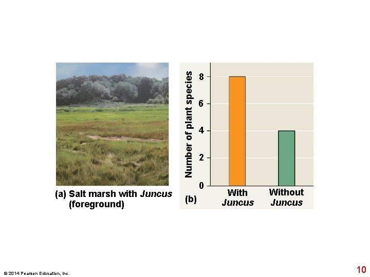 Number of plant species (a) Salt marsh with Juncus (foreground) © 2014 Pearson Education,