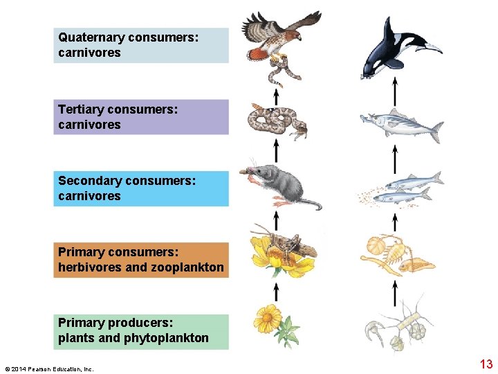 Quaternary consumers: carnivores Tertiary consumers: carnivores Secondary consumers: carnivores Primary consumers: herbivores and zooplankton