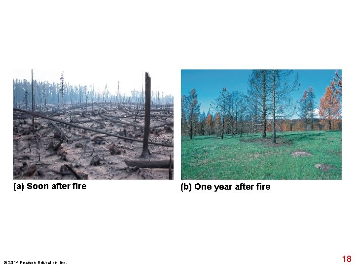 (a) Soon after fire © 2014 Pearson Education, Inc. (b) One year after fire