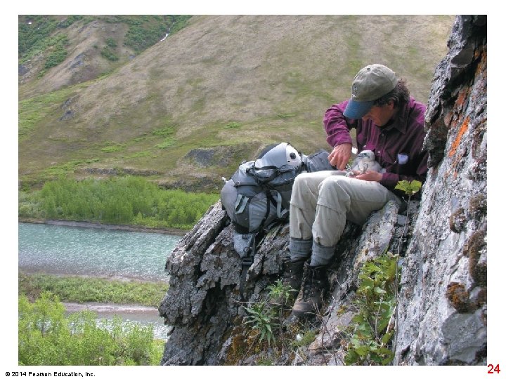 © 2014 Pearson Education, Inc. 24 