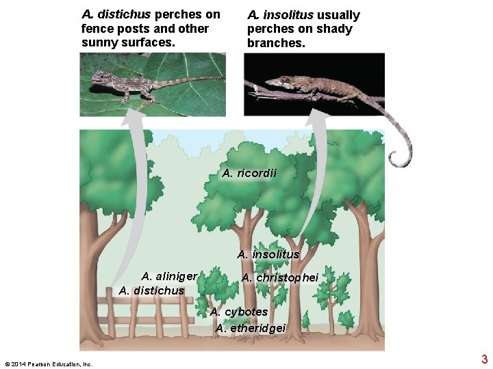 A. distichus perches on fence posts and other sunny surfaces. A. insolitus usually perches